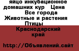 яйцо инкубационное домашних кур › Цена ­ 25 - Все города Животные и растения » Птицы   . Краснодарский край